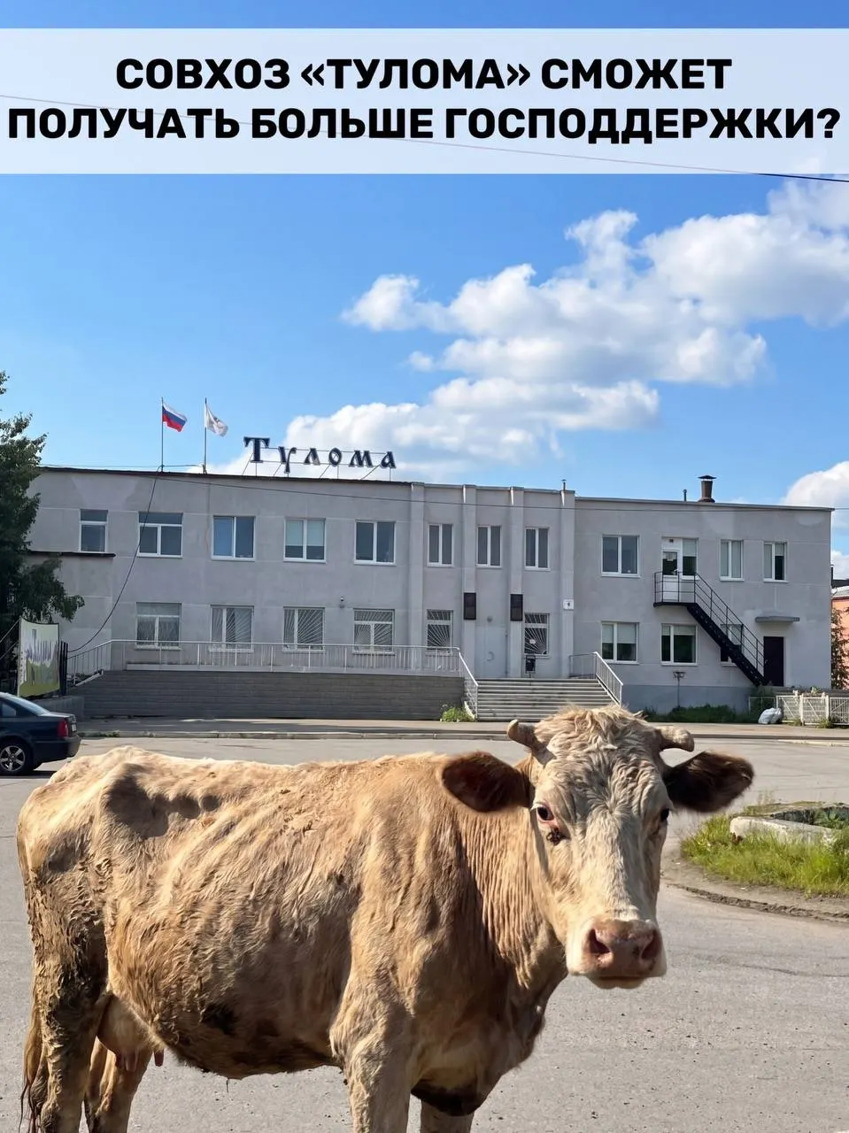 Минсельхоз расширил критерии субсидирования молочных предприятий: теперь поддержку смогут получать хозяйства с долей государства или муниципалитета более 25%. Для Мурманской области это значимо, но сотрудники совхоза «Тулома» жалуются на критическое положение и сомневаются, что помощь придёт вовремя.