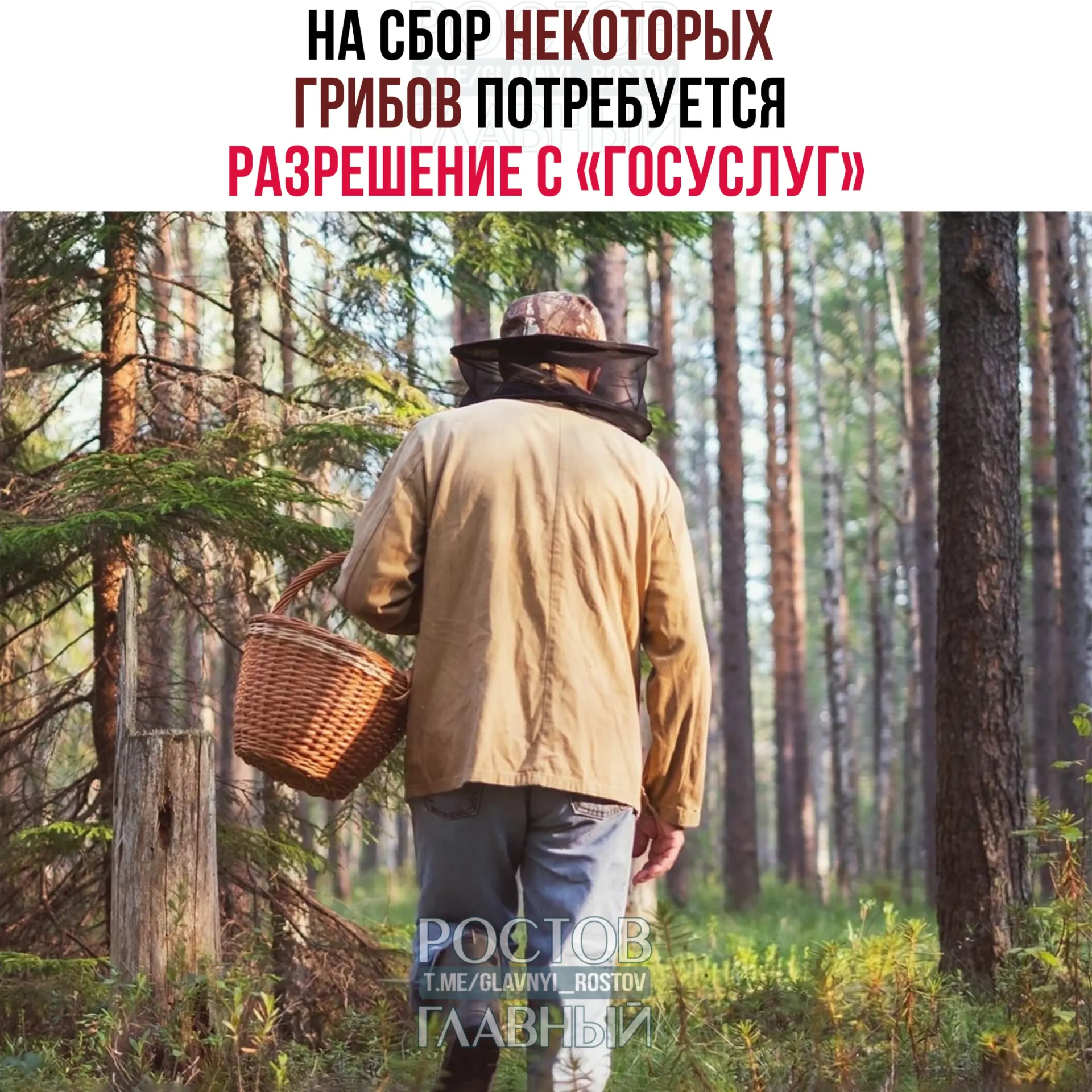 С 1 сентября 2027 года для сбора ряда редких грибов потребуется разрешение через «Госуслуги»: заявление будут рассматривать 15 дней, а за незаконный сбор краснокнижных видов предусмотрена уголовная ответственность.