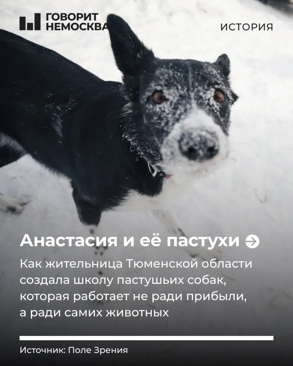В Тюмени обучают пастушьих собак — на снежной площадке животные отрабатывают команды, а школа «Черная овечка» стремится вернуть четвероногим пастырям их природную работу.