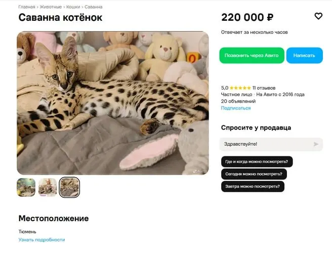 В Тюмени продают котёнка редкой породы, полученной скрещиванием сервала и домашней кошки. Цена — 220 тысяч рублей.