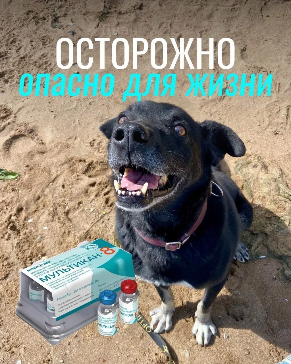 Владельцы животных сообщают о тяжёлых осложнениях после прививки; часть вакцины изъята для проверки; подтверждений причинно‑следственной связи пока нет.