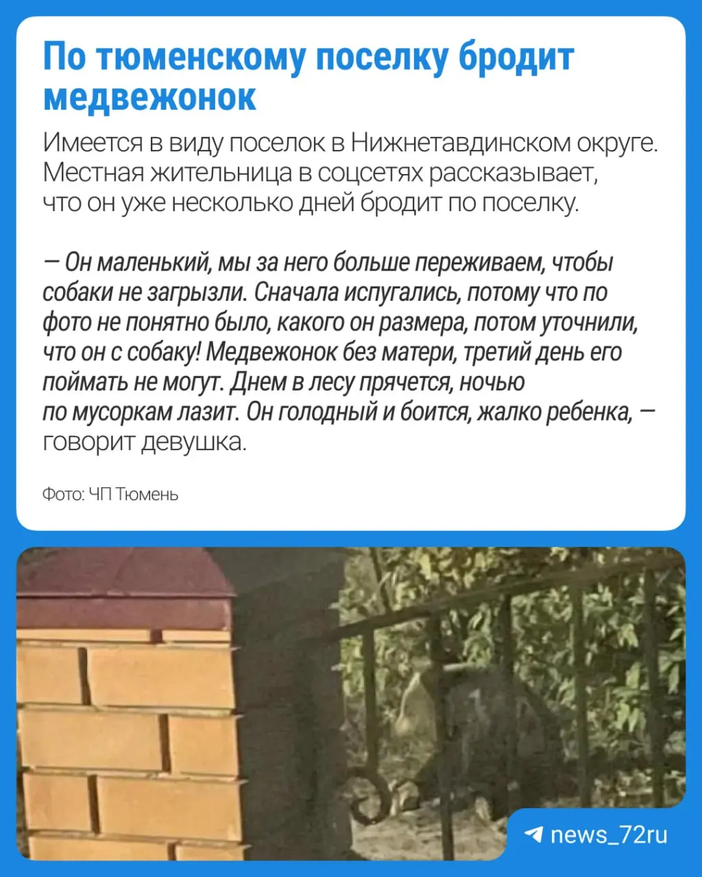 Специалисты работают над отловом зверя; жителей просят соблюдать безопасность и не выходить из домов.